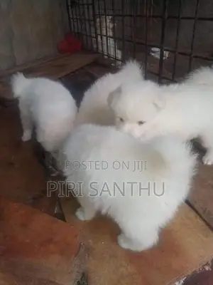 Lion pomeranian