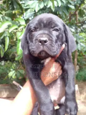 Cane Corso