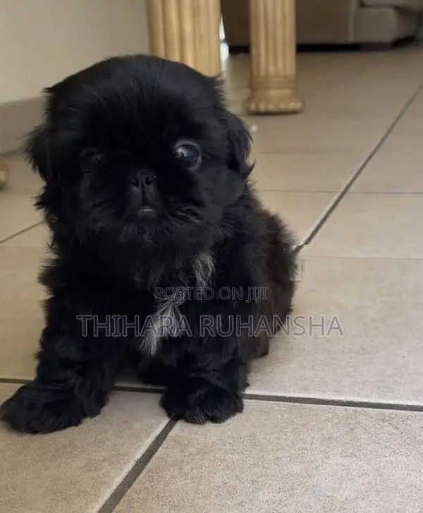 Shih Tzu Puppies