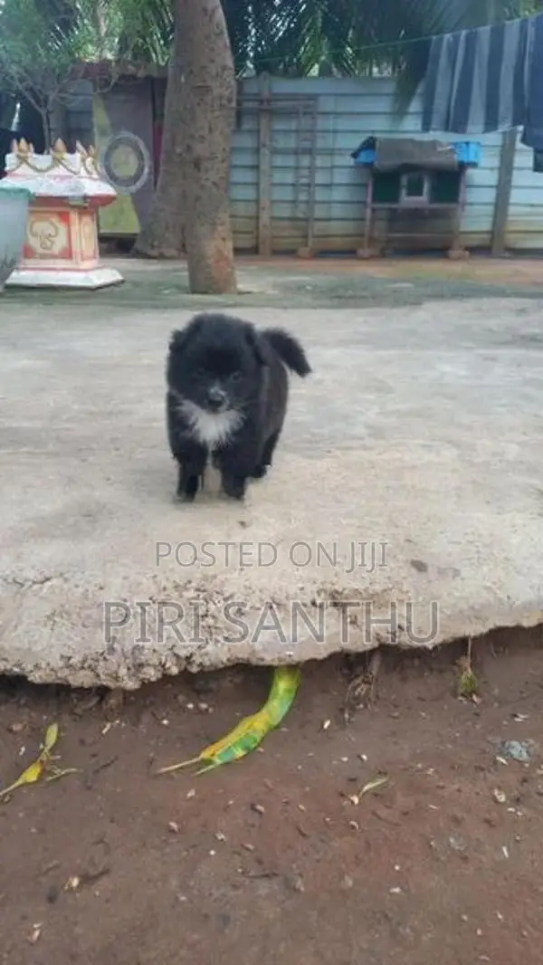 Lion pomeranian
