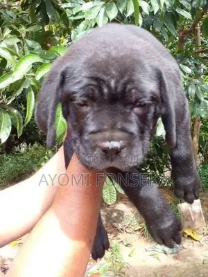 Cane Corso
