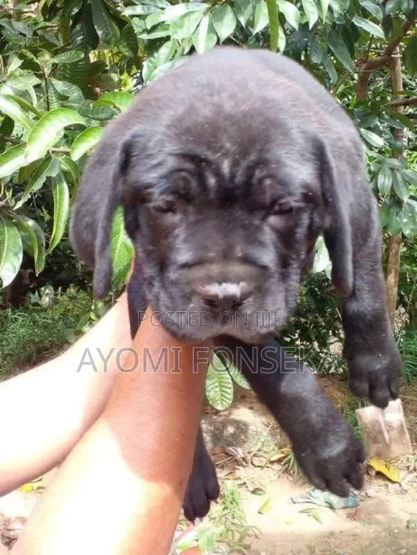 Cane Corso
