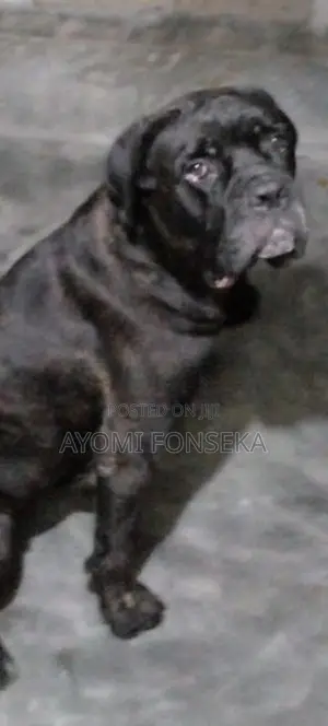 Cane Corso