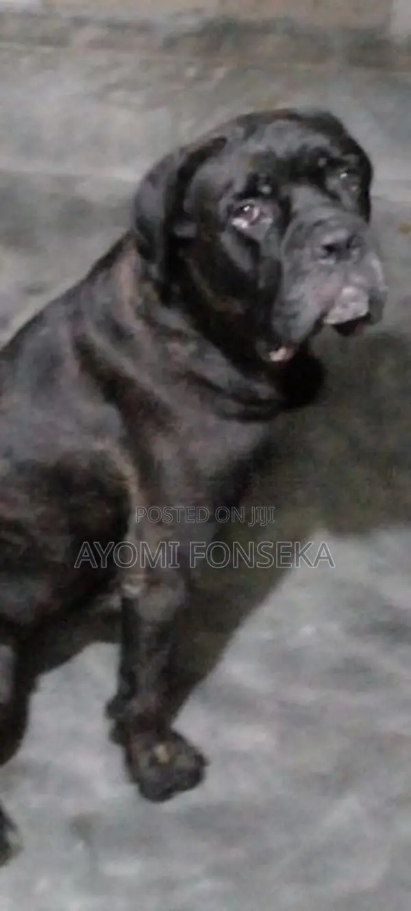 Cane Corso