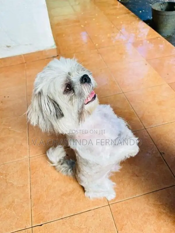 Shih Tzu Puppy