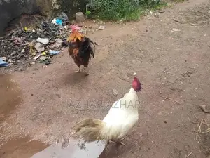 ගම් කිකිළියන් සහ කුකුලන්
