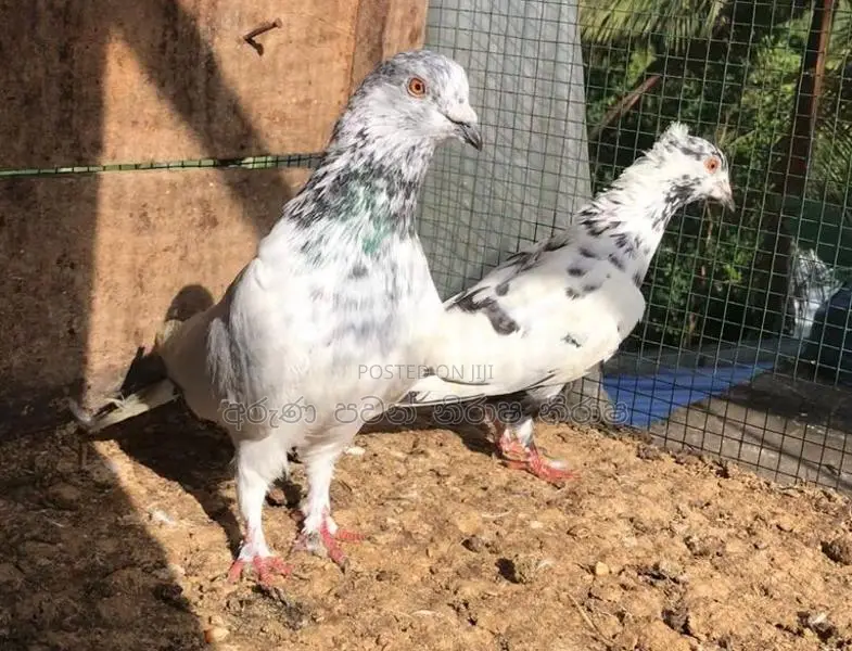 Pigeons
