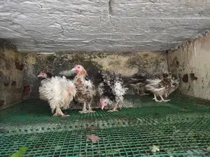 Farm Hens