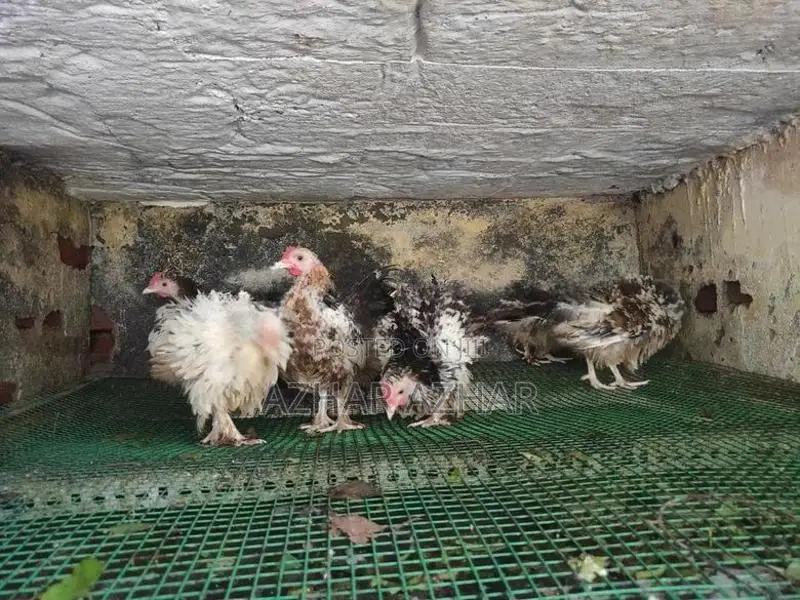 Farm Hens