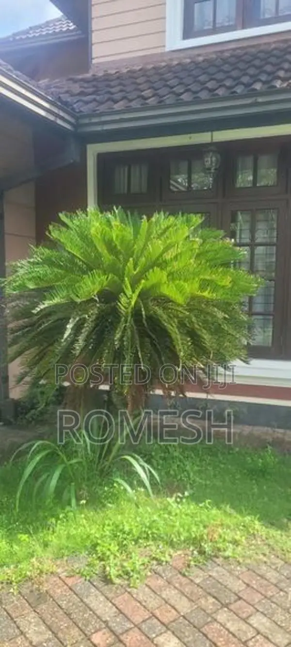 Ornamental Palm