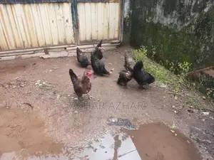 ගම් කිකිළියන් සහ කුකුලන්