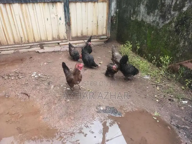 ගම් කිකිළියන් සහ කුකුලන්