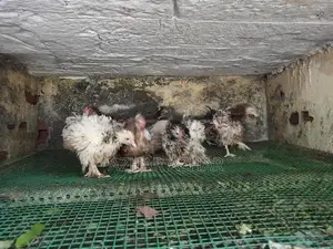 Farm Hens