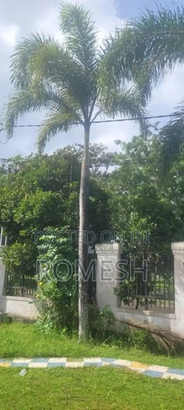 Ornamental Palm