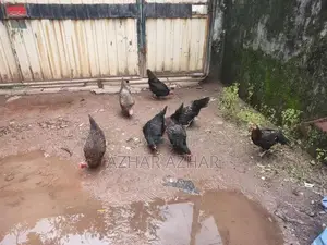 ගම් කිකිළියන් සහ කුකුලන්