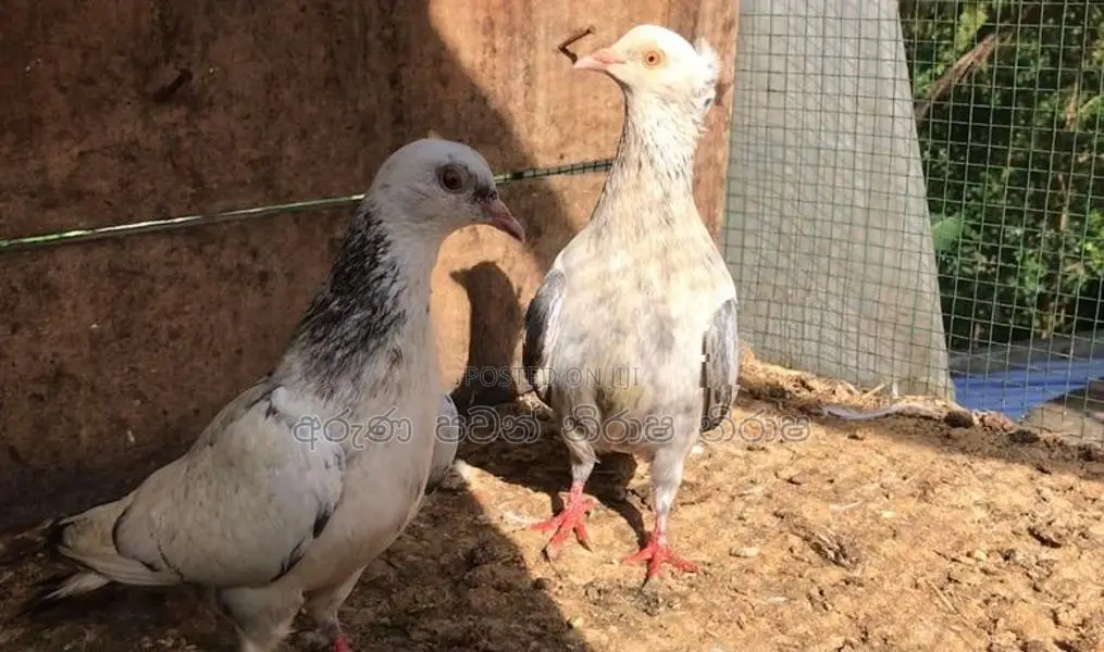 Pigeons