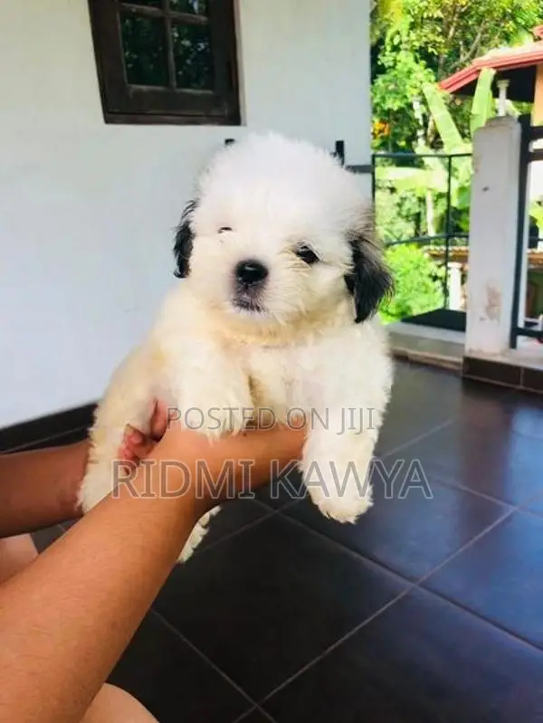 Shih Tzu Puppies
