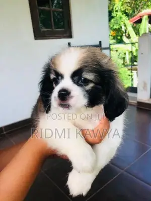 Shih Tzu Puppies