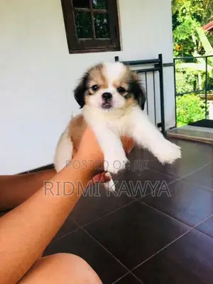 Shih Tzu Puppies