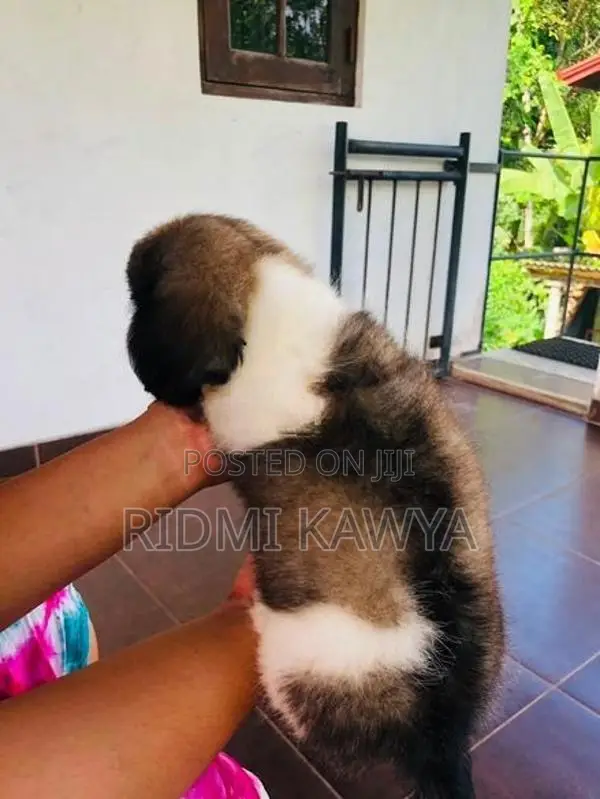 Shih Tzu Puppies