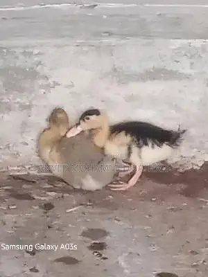 Ducks