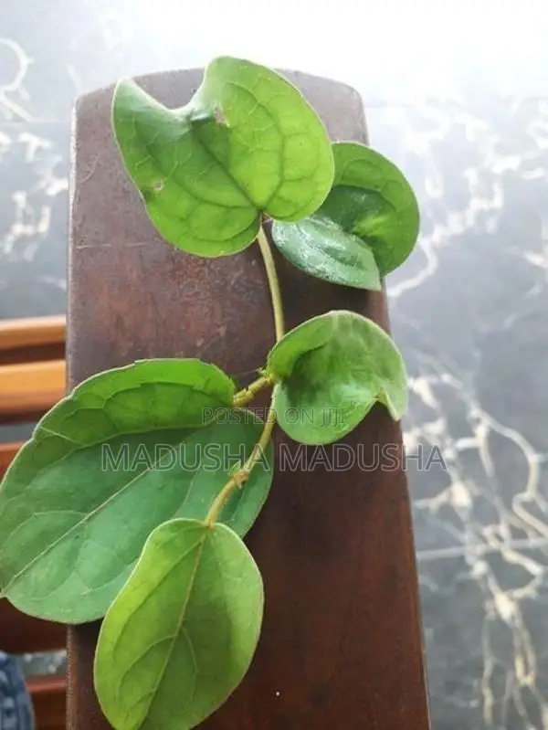 ම්ස් බැද්ද විකිනීමට ඇත.දිය වැඩියා රෝගය සදහා