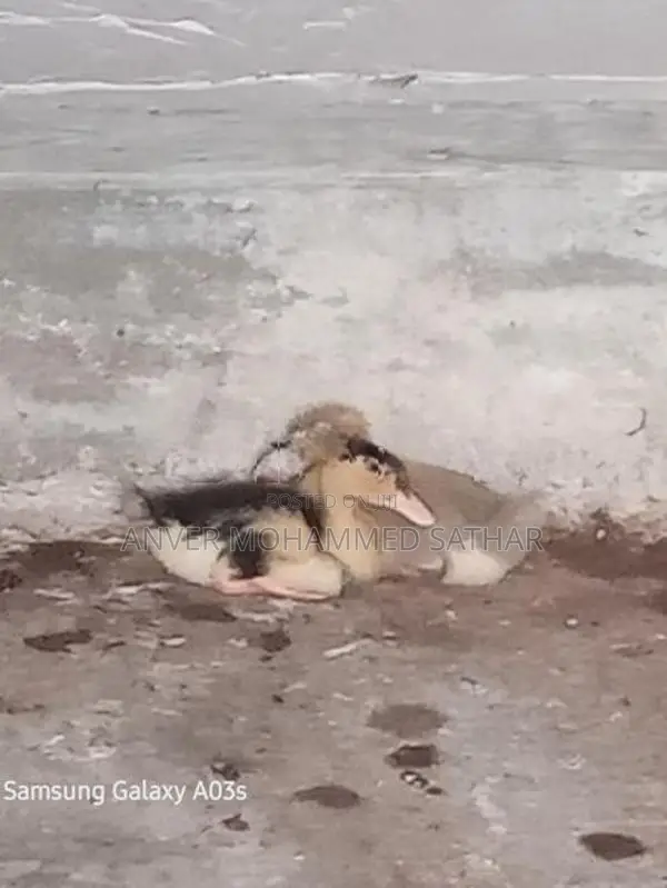 Ducks