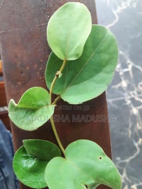 ම්ස් බැද්ද විකිනීමට ඇත.දිය වැඩියා රෝගය සදහා