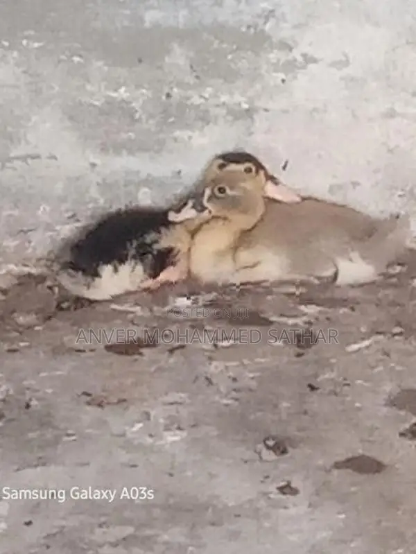 Ducks