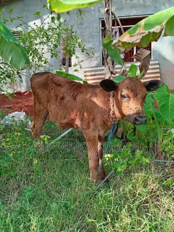 වැස්සියො