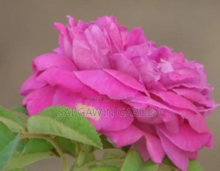 Rose Plant