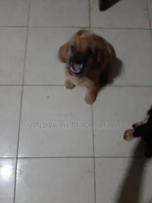 Dachshund puppy
