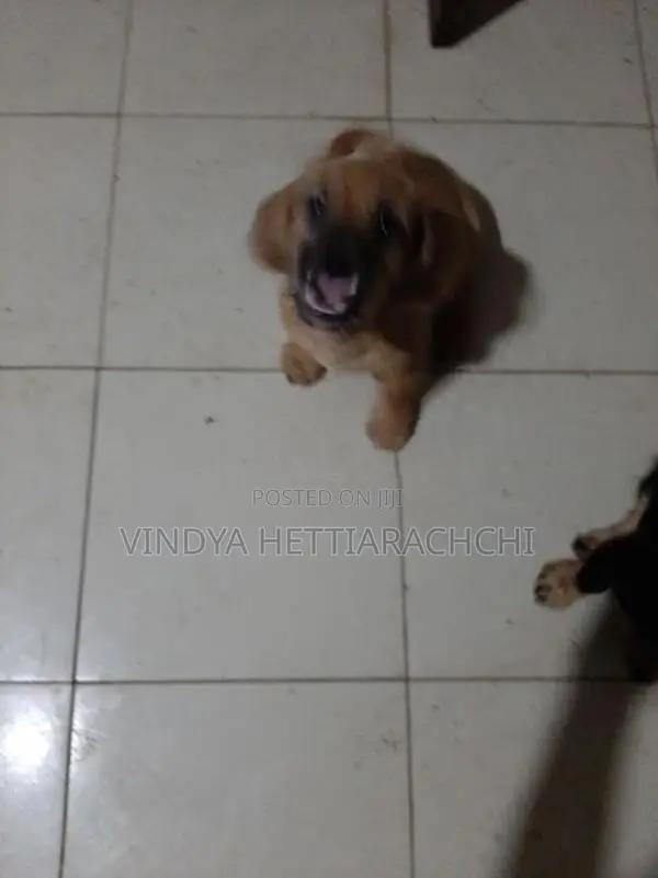 Dachshund puppy