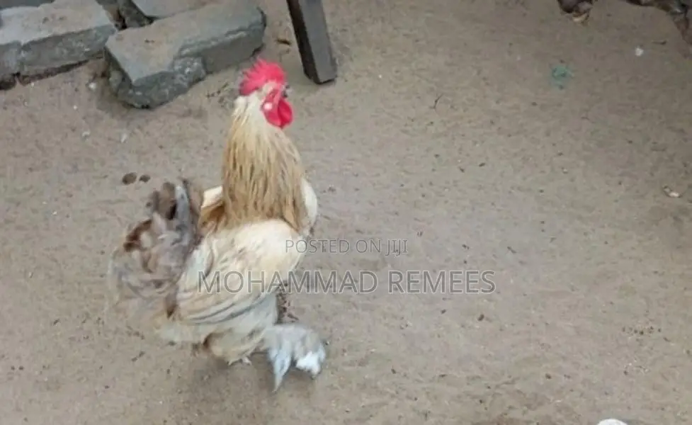 சேவல்