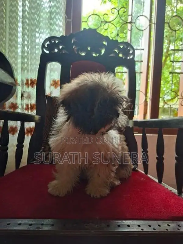 Shih Tzu Puppies