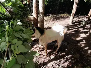 එළුවා විකිනීමට