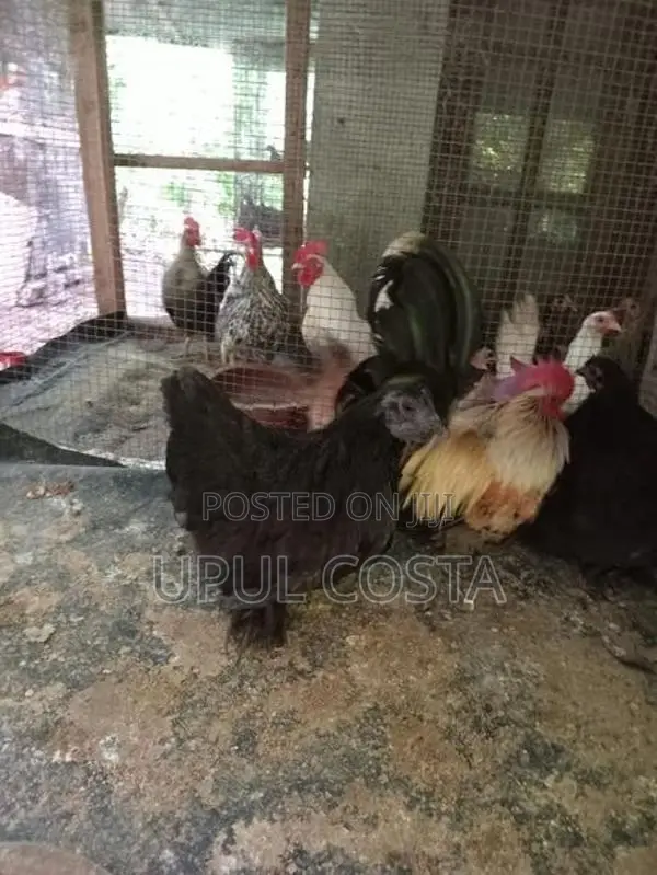 Japanese Bantam