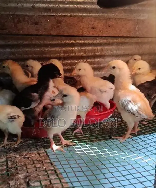 Farm Chicks