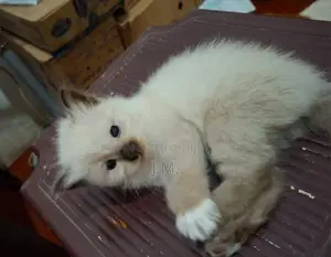 Himalaya Cat