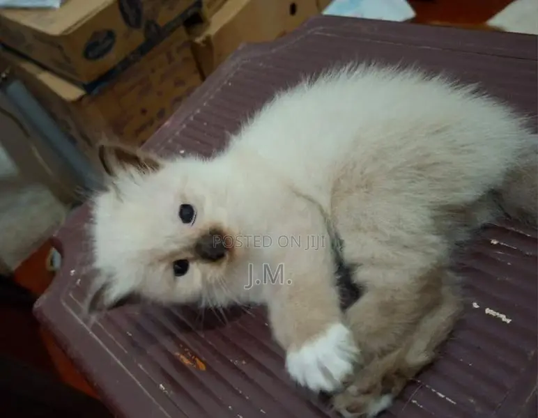 Himalaya Cat
