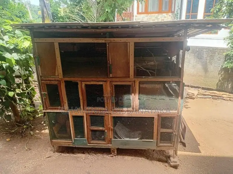 කුරුලු කුඩ