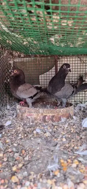 Pigeons