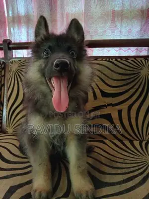 German Sheperd Puppies
