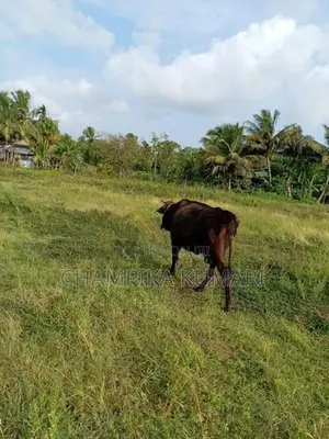 වැස්සියො