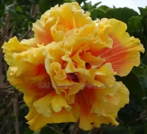 செம்பருத்தி