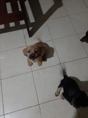 Dachshund puppy