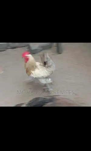 சேவல்
