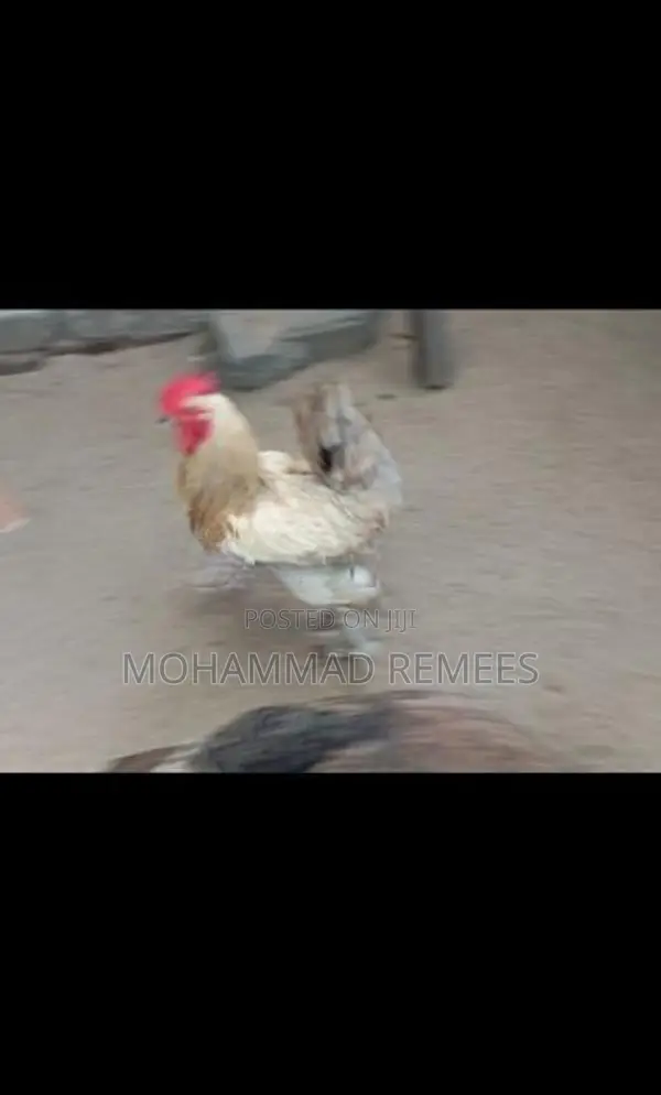 சேவல்
