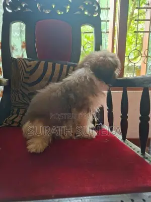 Shih Tzu Puppies