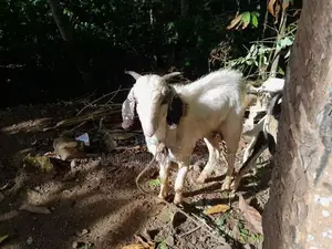 එළුවා විකිනීමට